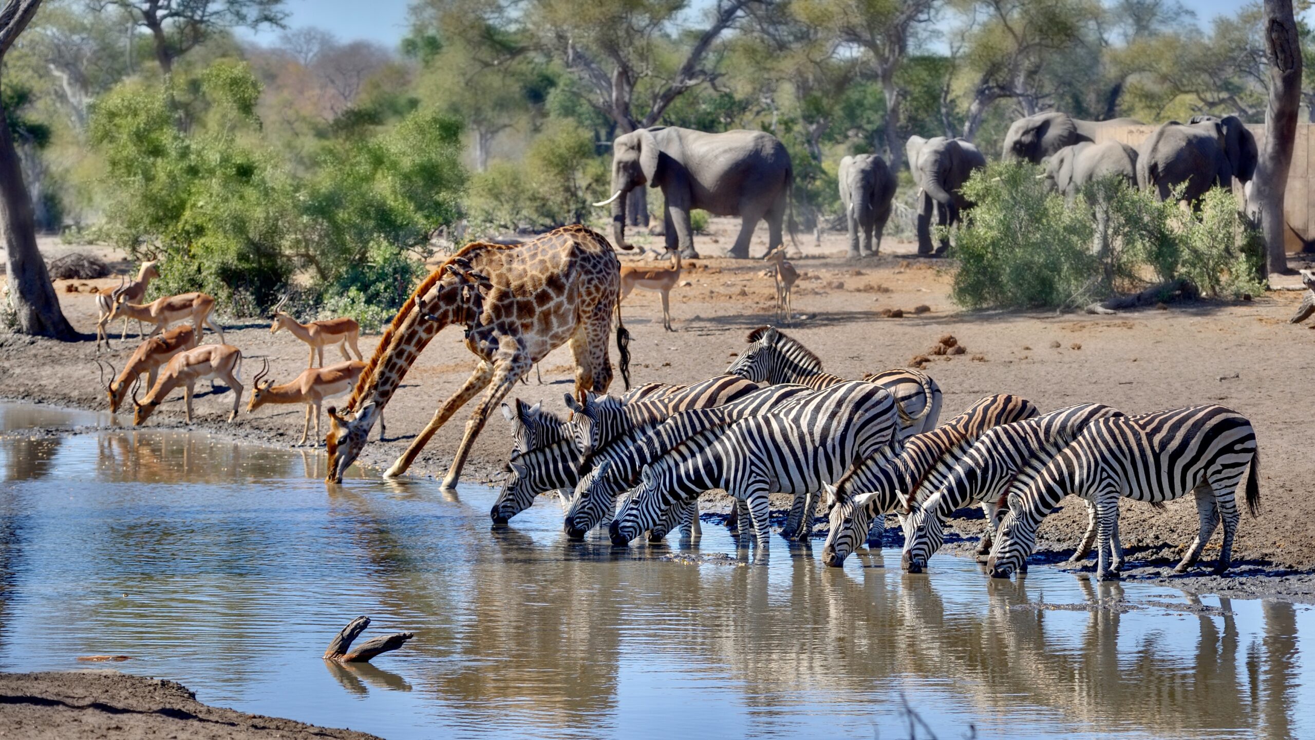 Talamati,Waterhole,During,A,Drought.,Mixed,Game,Gather,At,A Photo by WOLF AVNI / Shutterstock.com